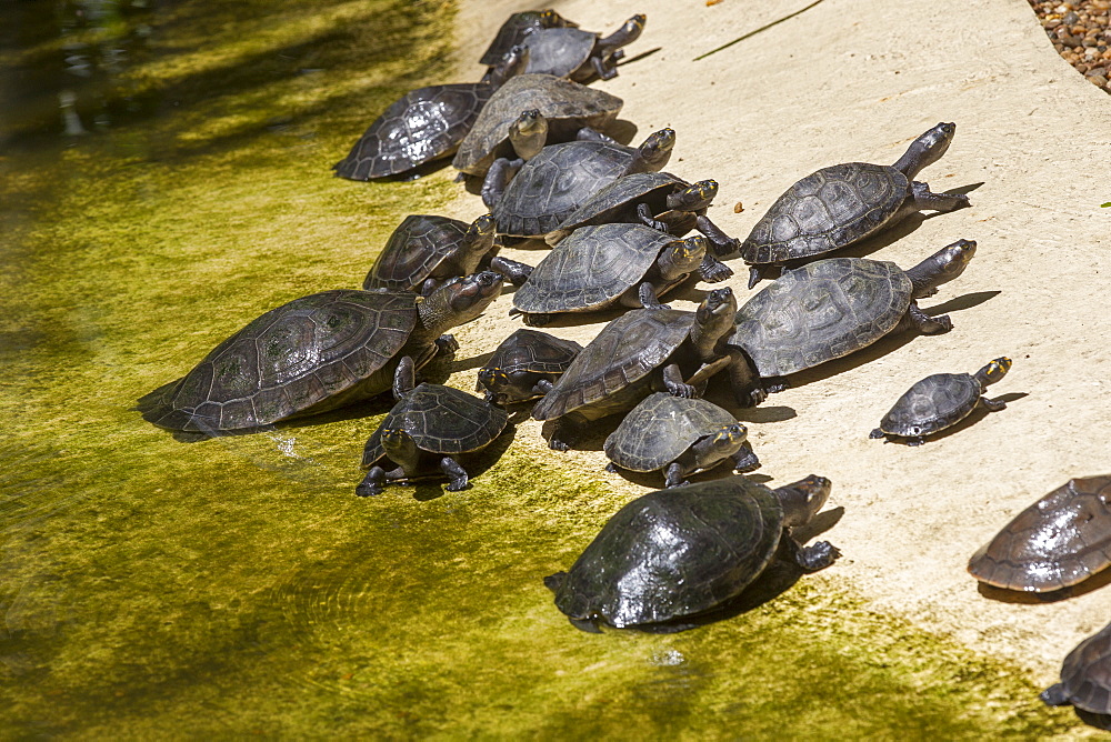 Yellow-spotted River Turtles, Amazonas Brazil