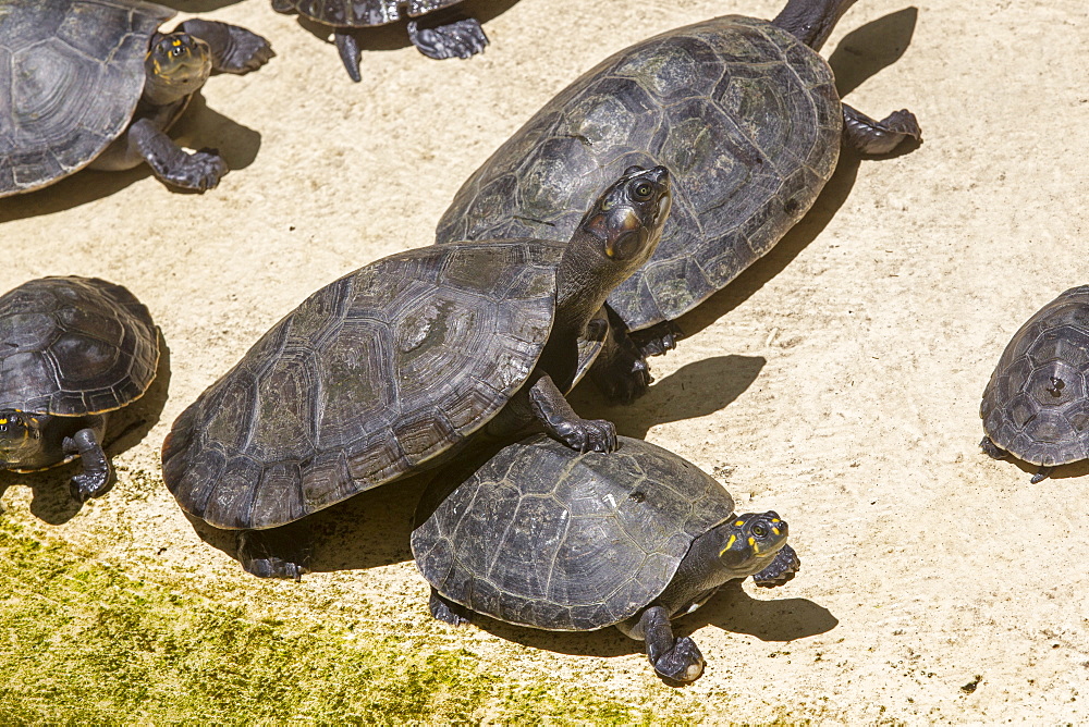 Yellow-spotted River Turtles, Amazonas Brazil