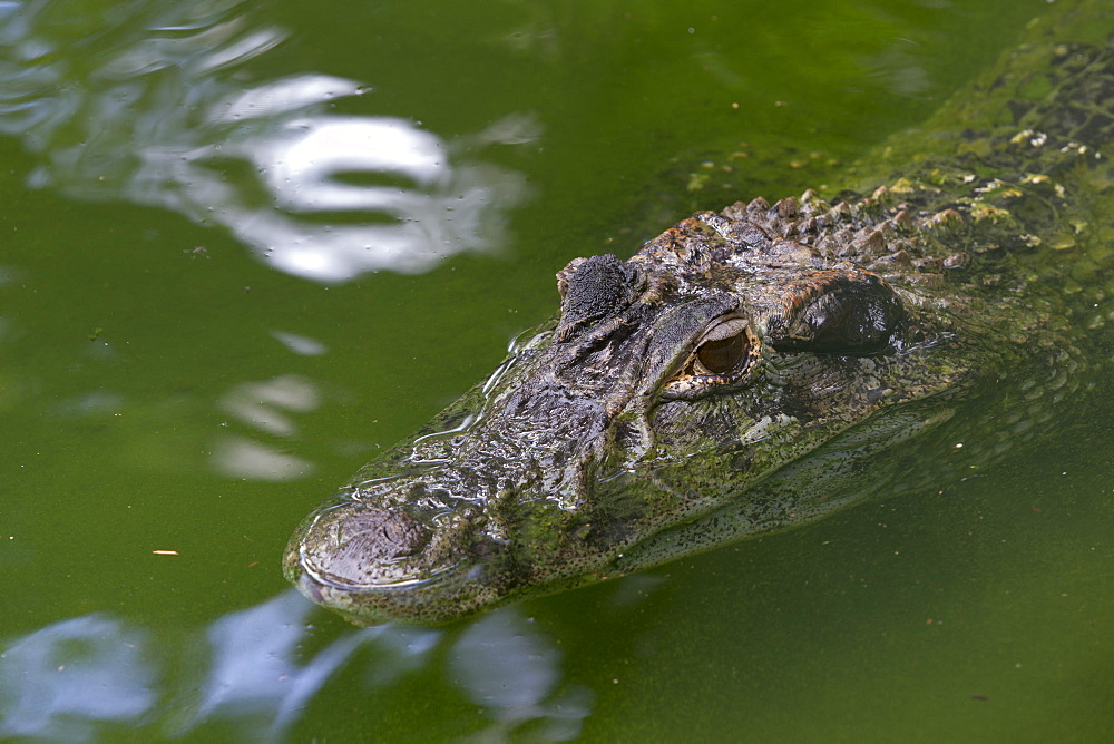 Spectacled Caiman, Amazonas Brazil