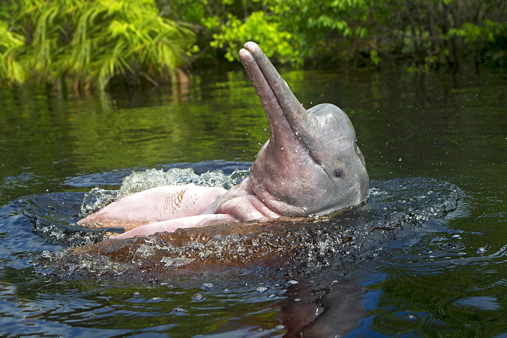 Pink River Dolphin at the surface, Rio Negro Brazil