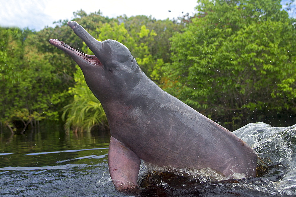 Pink River Dolphin at the surface, Rio Negro Brazil