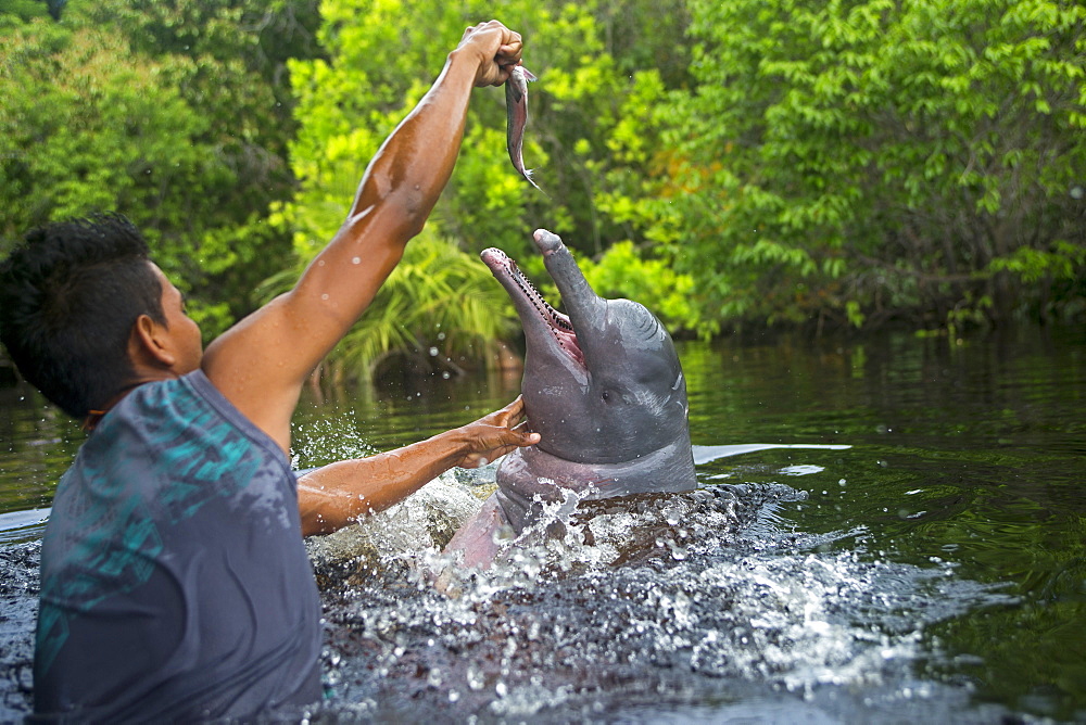 Man feeding a dolphin of the Amazon, Brazil Rio Negro