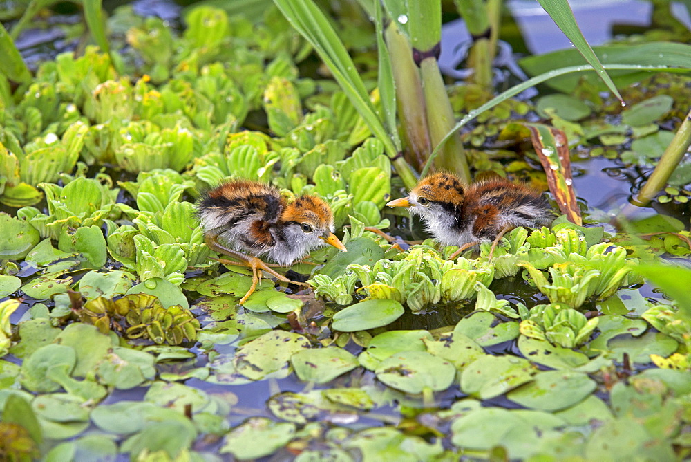 Young Wattled Jacanas in water hyacinths, Amazonas Brazil