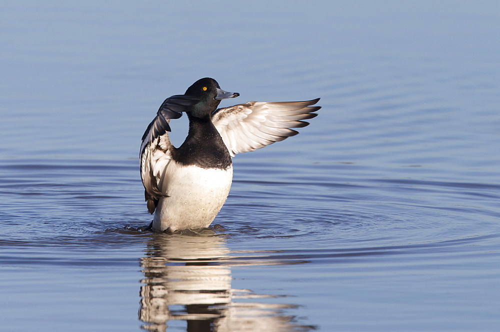 Male Tufted Duck flapping wings on the water in winter, GB