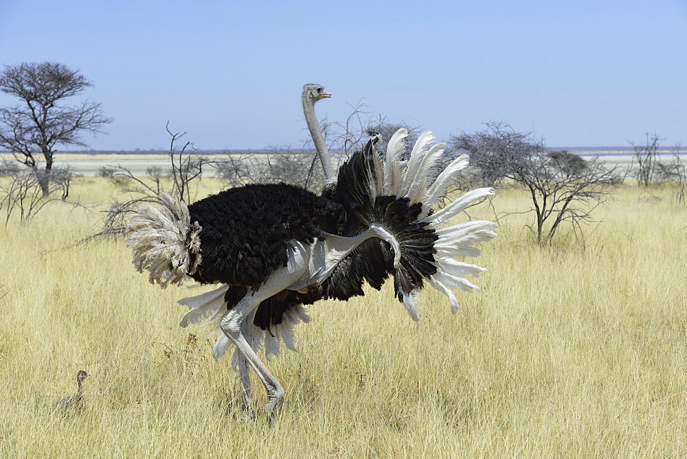 Male and young ostrich in savanna, Etosha Namibia