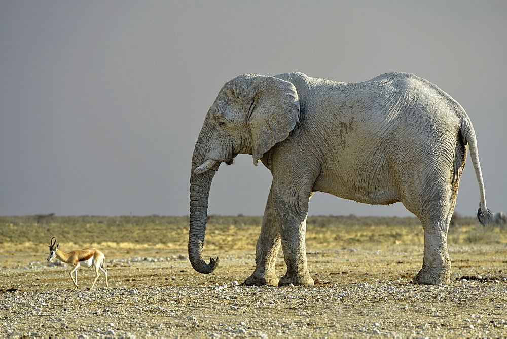 Elephant and Springboks at waterhole, Etosha Namibia