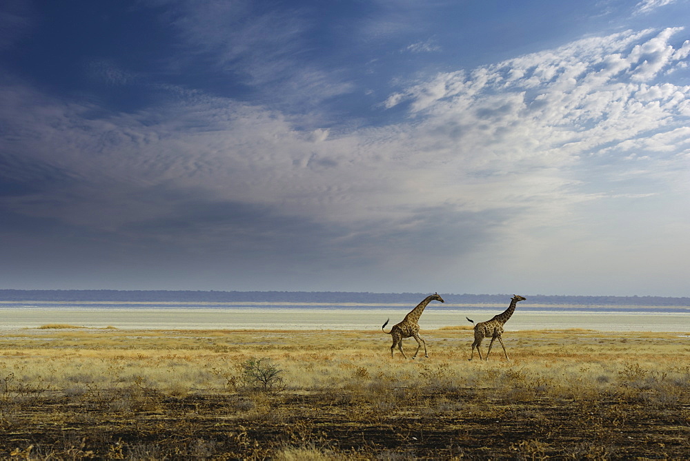 Giraffes in the Etosha Pan, Namibia