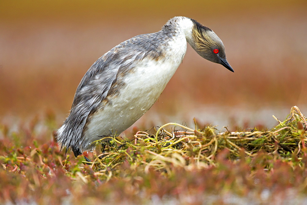 Silvery Grebe at nest, Torres del Paine Chile 