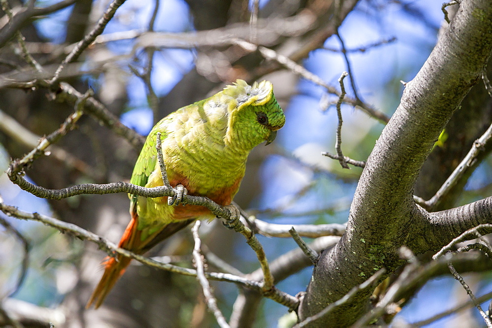 Austral Parakeet on a branch, Torres del Paine Chile 