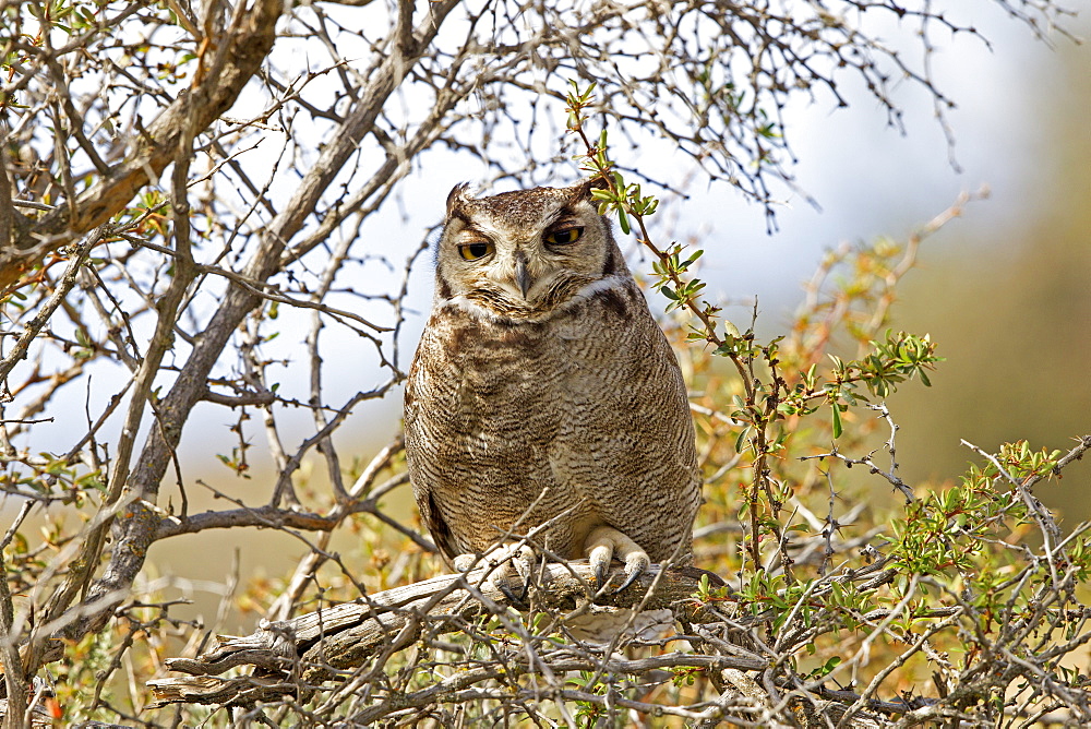 Lesser Horned Owl on a branch, Torres del Paine Chile 