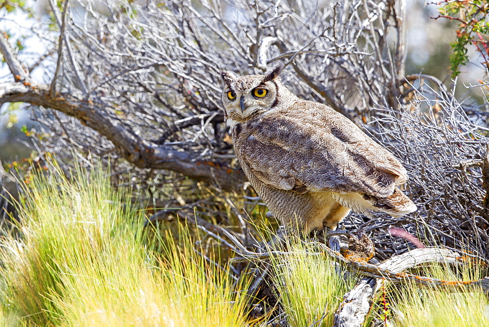 Lesser Horned Owl on a branch, Torres del Paine Chile 