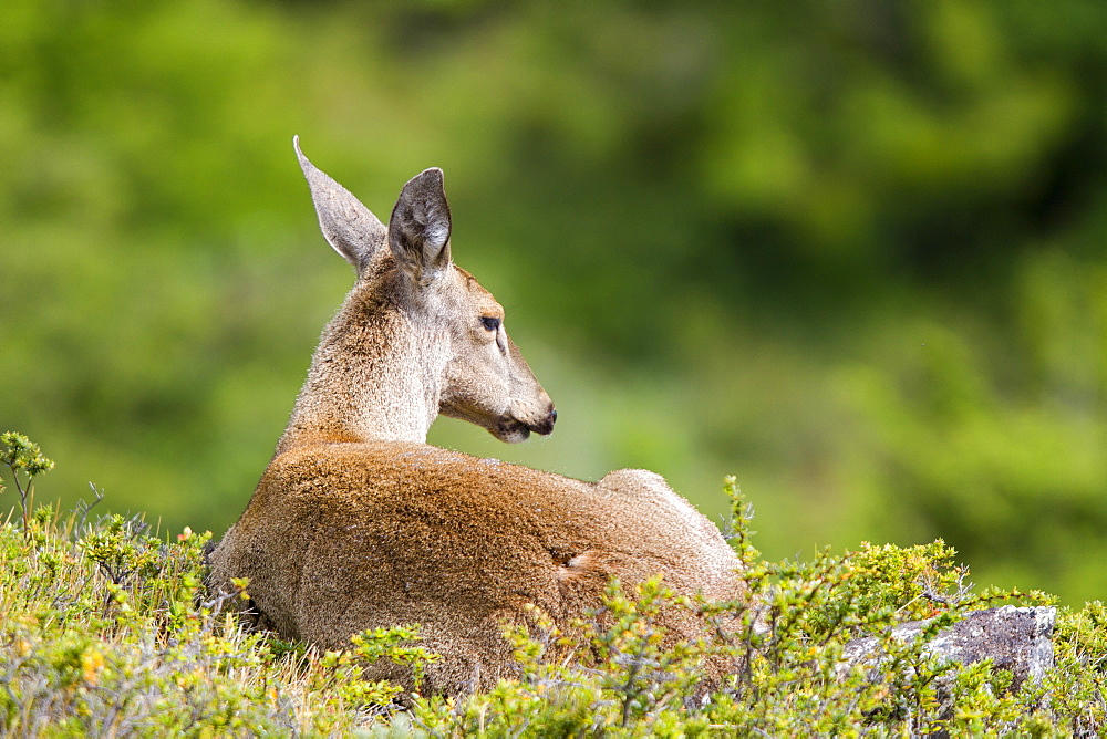 South Andean Huemul female at rest, Torres del Paine  Chile