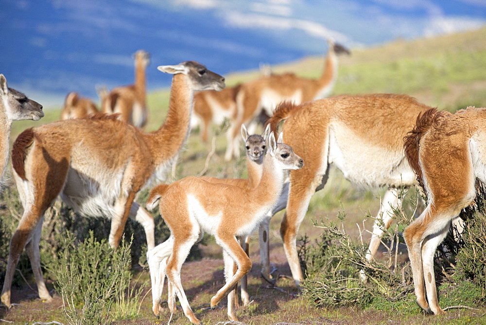 Guanacos and young in the steppe, Torres del Paine Chile