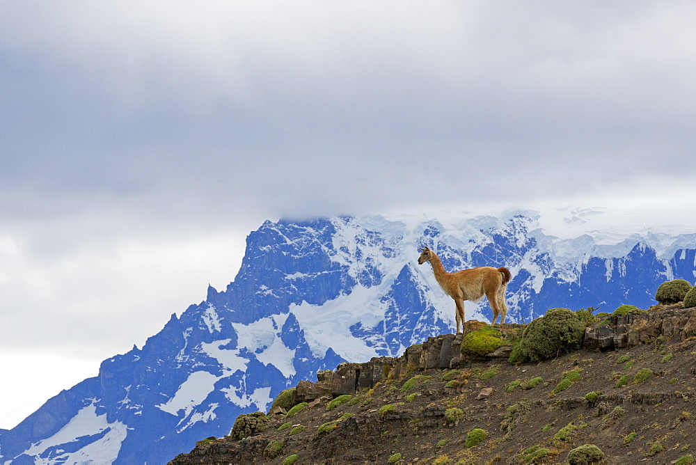 Guanaco in the steppe, Torres del Paine Chile