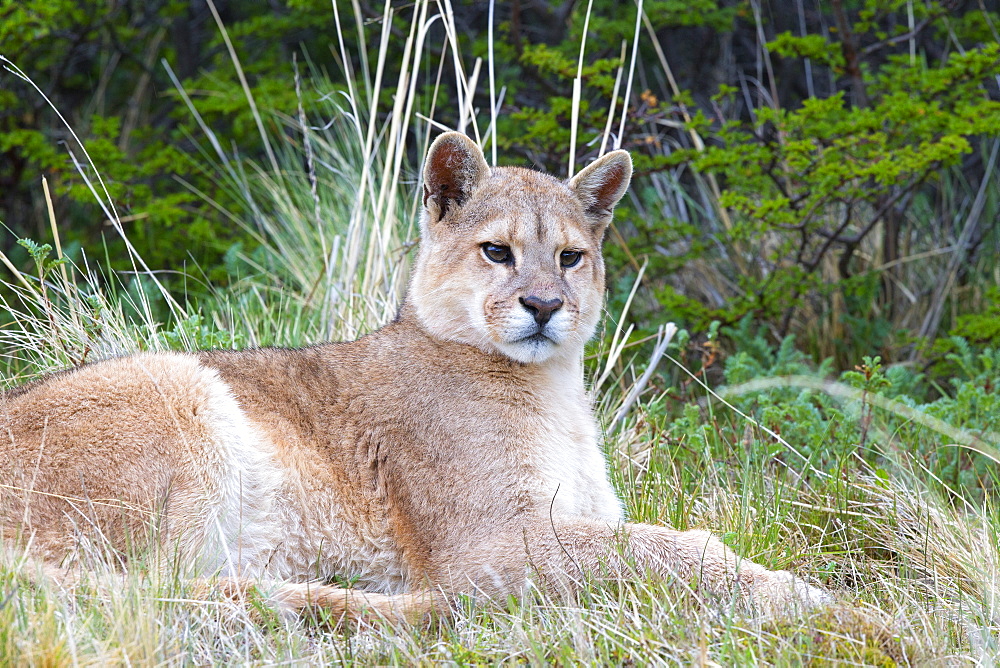 Puma lying in the scrub, Torres del Paine Chile