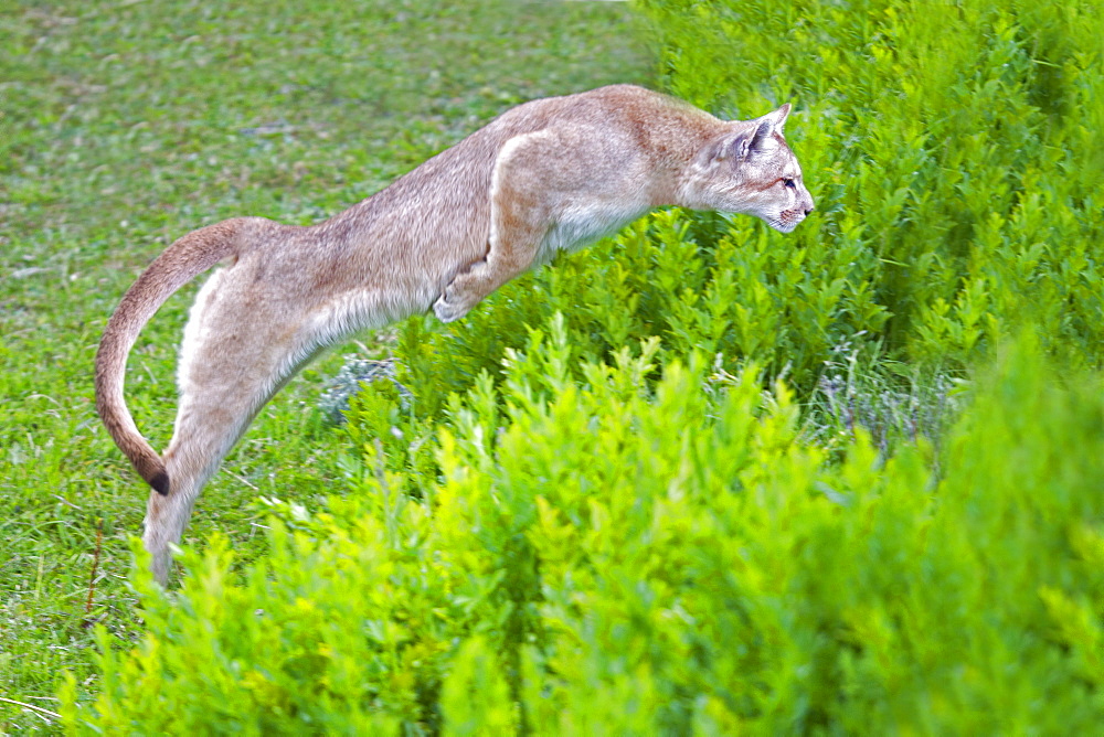 Puma jumping in the scrub, Torres del Paine Chile