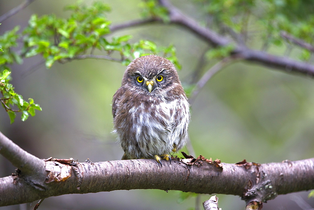 Southern Pygmy Owl on branch, Torres del Paine Chile
