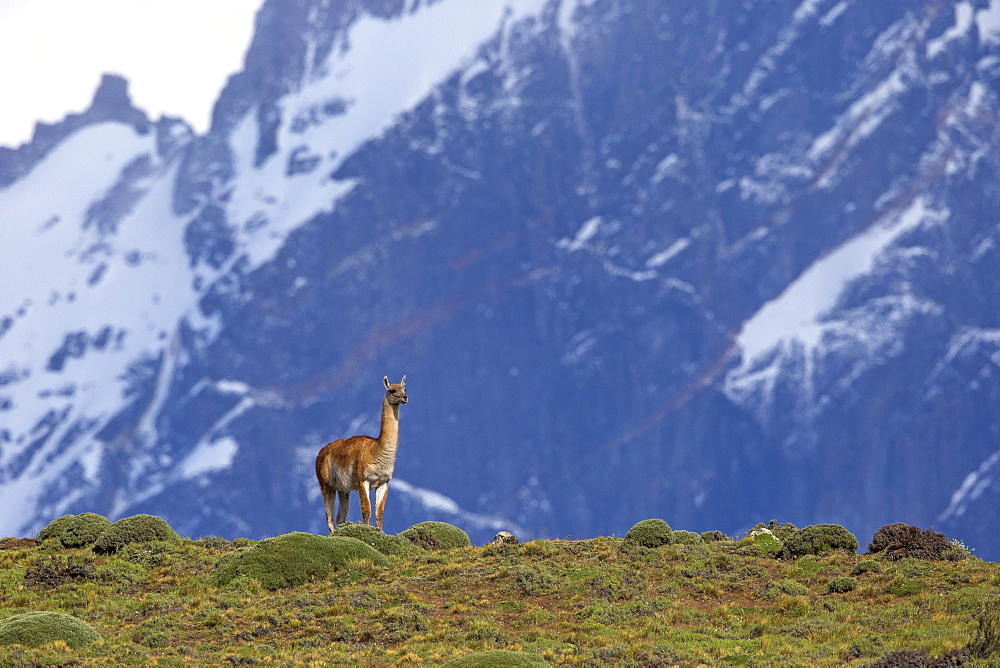 Guanaco in the steppe, Torres del Paine Chile 