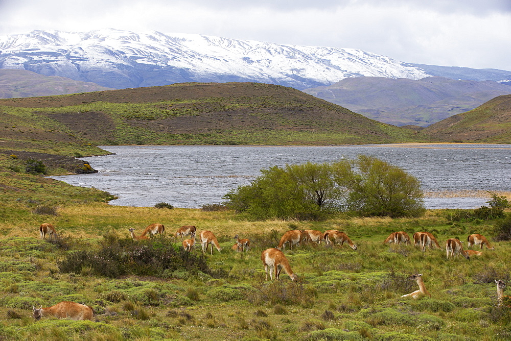 Guanaco in the steppe, Torres del Paine Chile 