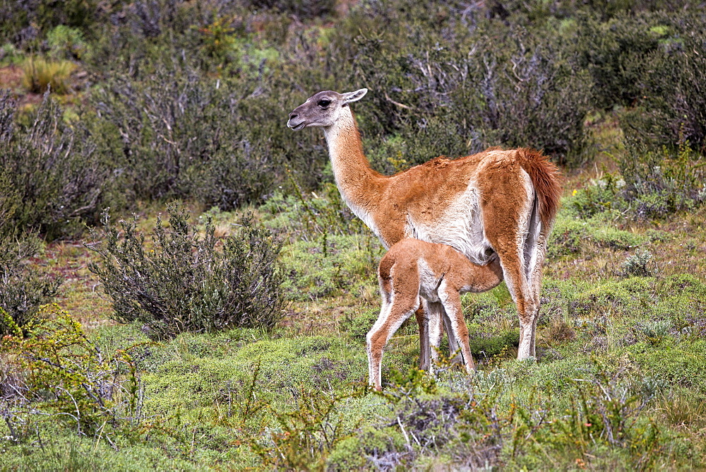 Guanaco feeding her young, Torres del Paine Chile 