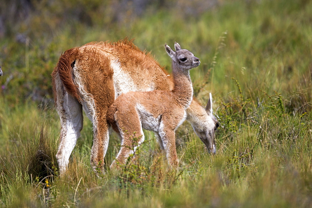 Guanaco and young in the steppe, Torres del Paine Chile