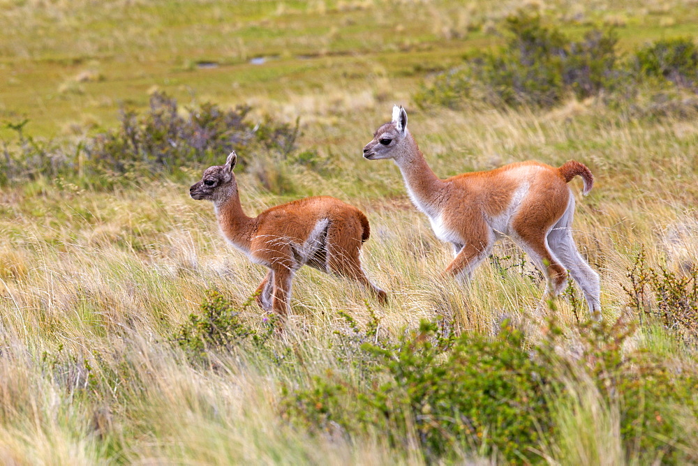 Young Guanacos in the steppe, Torres del Paine Chile