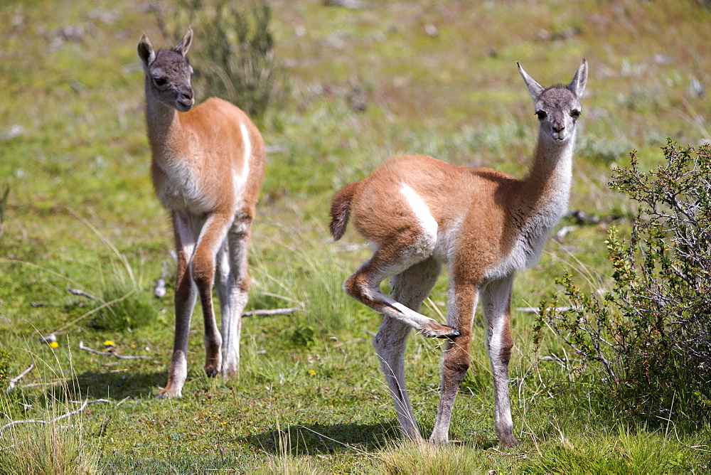 Young Guanacos in the steppe, Torres del Paine Chile