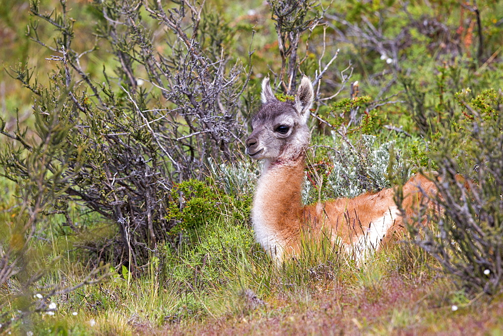 Young Guanaco lying in the steppe, Torres del Paine Chile