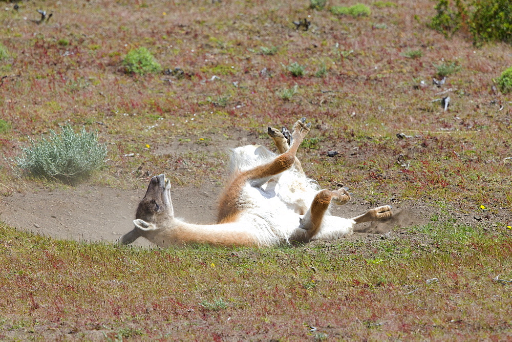 Guanaco rolling in the earth, Torres del Paine Chile