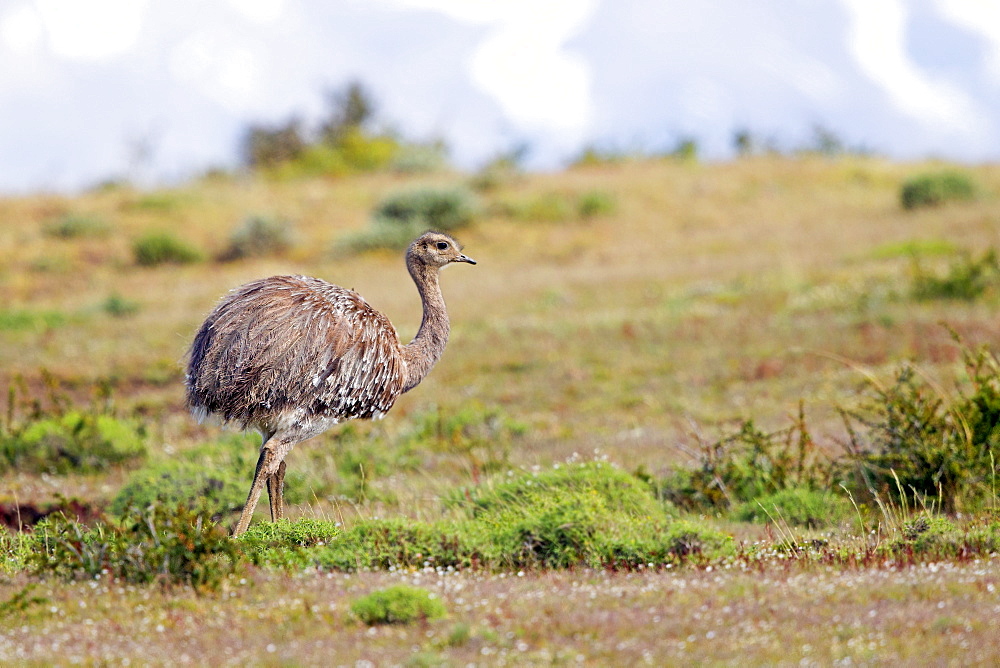 Greater Rhea in the steppe, Torres del Paine Chile