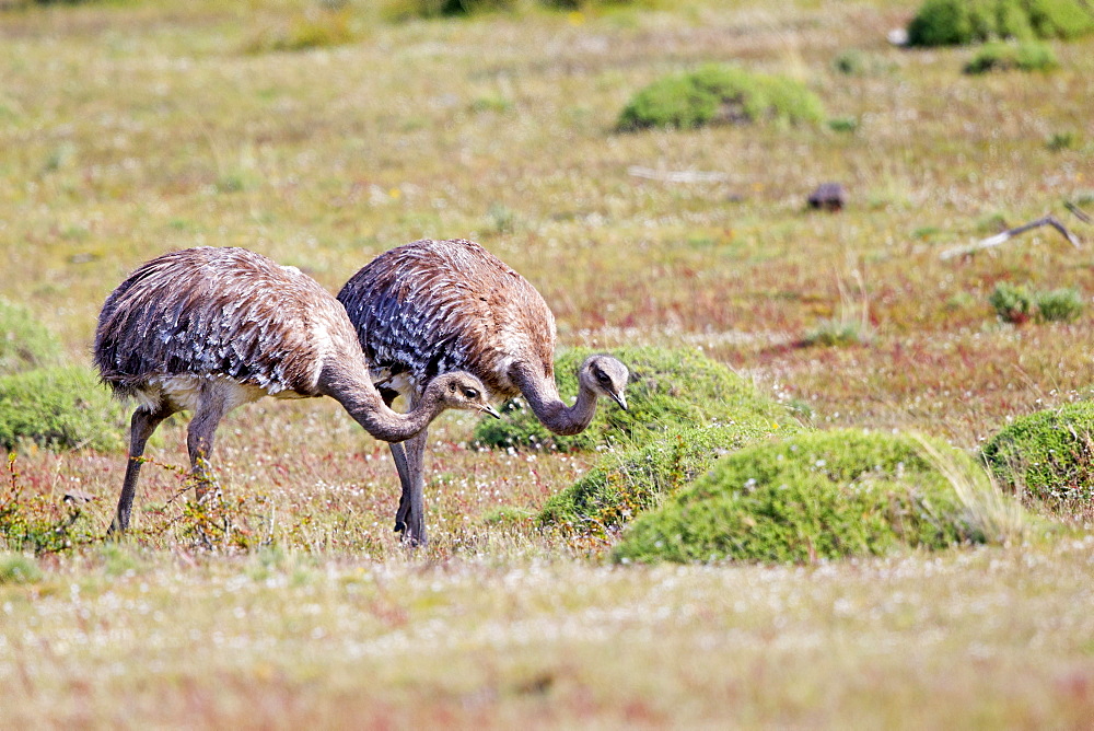 Greater Rhea in the steppe, Torres del Paine Chile