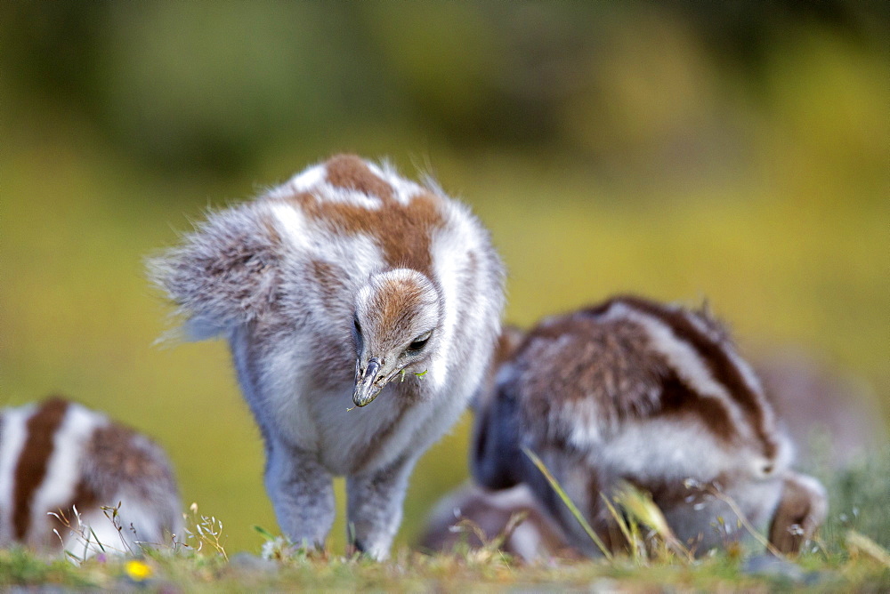 Greater Rhea chicks in the steppe, Torres del Paine Chile