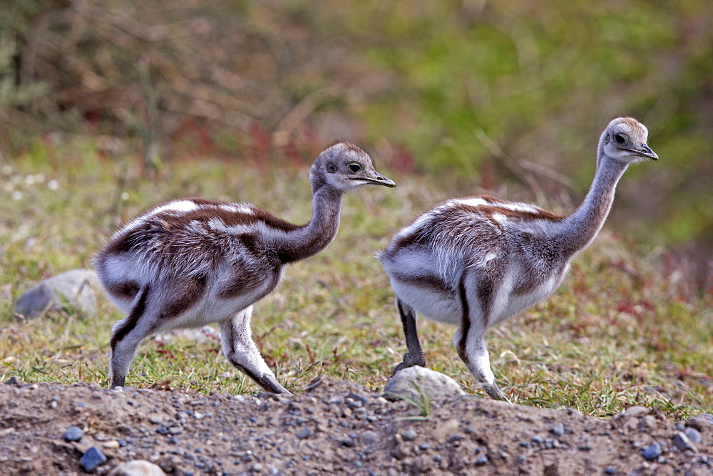 Greater Rhea chicks in the steppe, Torres del Paine Chile