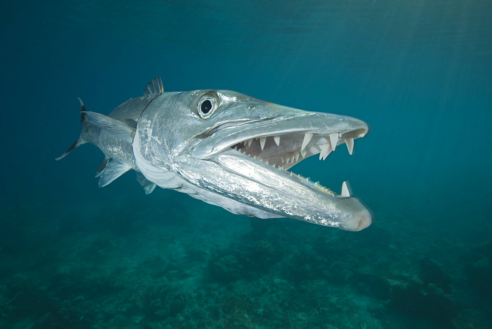 Portraity of Greater Barracuda above the reef, Fiji