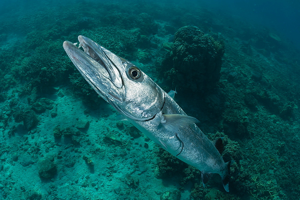 Portraity of Greater Barracuda above the reef, Fiji