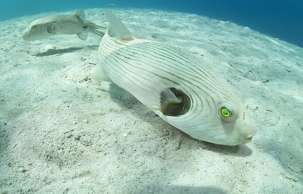 Striped puffer pair, Fiji