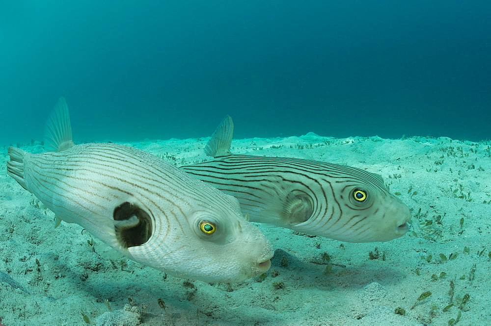 Striped puffer pair, Fiji