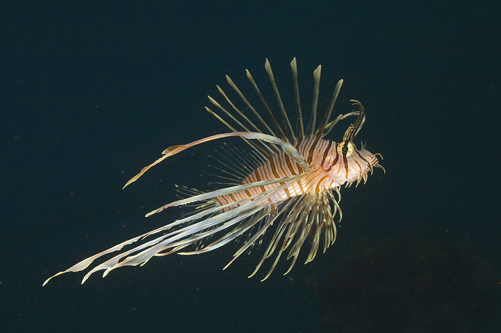 Juvenile lionfish, Fiji