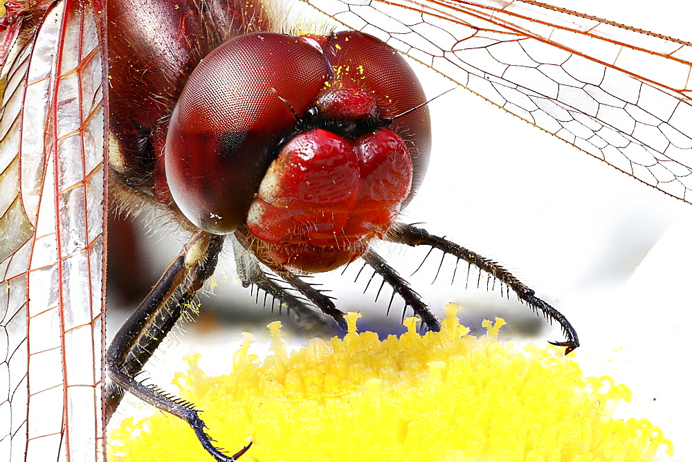 Portrait of a Ruddy darter