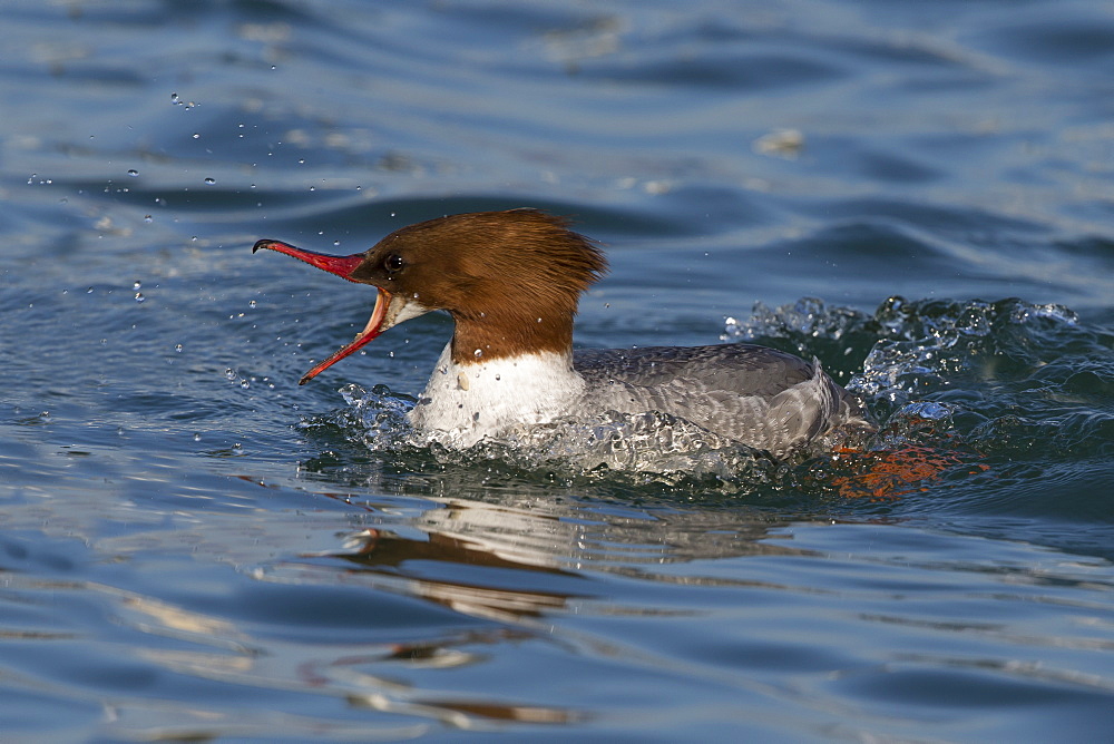 Female Goosander swimming on a lake in winter, Switzerland