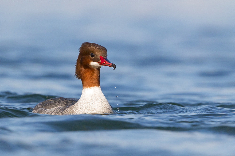 Female Goosander swimming on a lake in winter, Switzerland