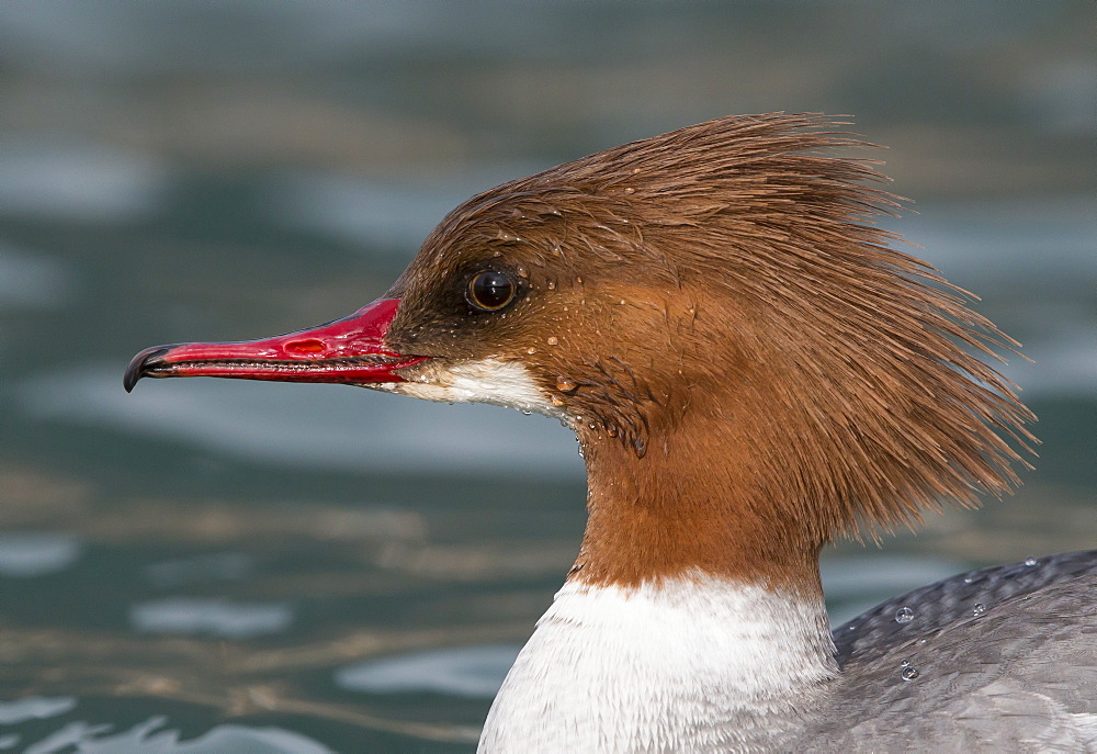 Female Goosander swimming on a lake in winter, Switzerland