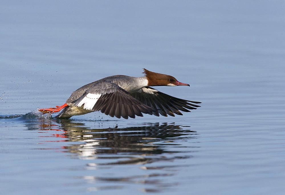 Female Goosander taking off from the water, Switzerland