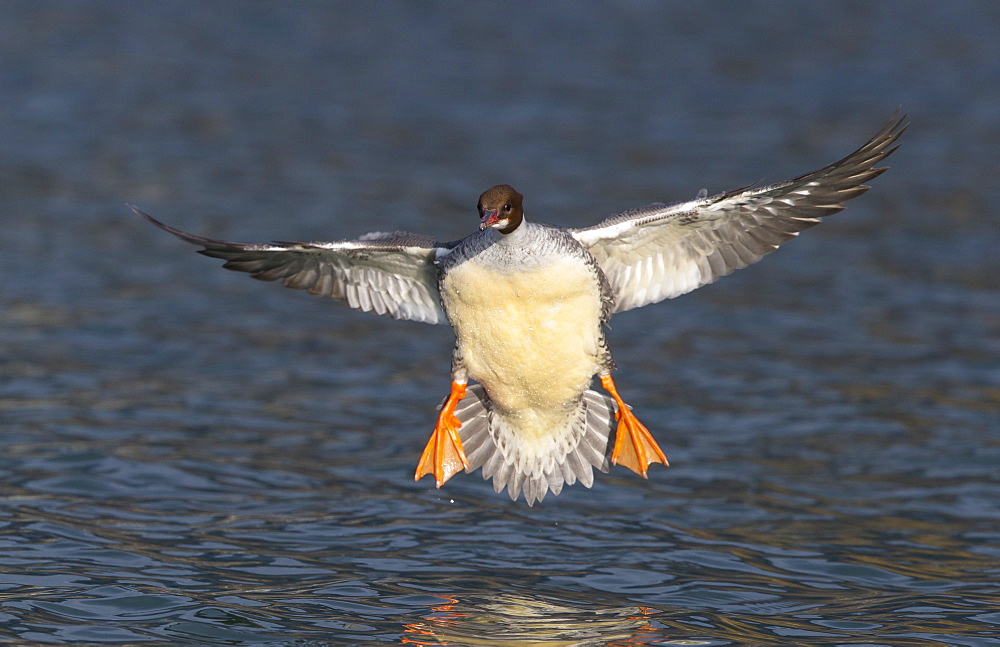 Female Goosander landing on the water, Switzerland