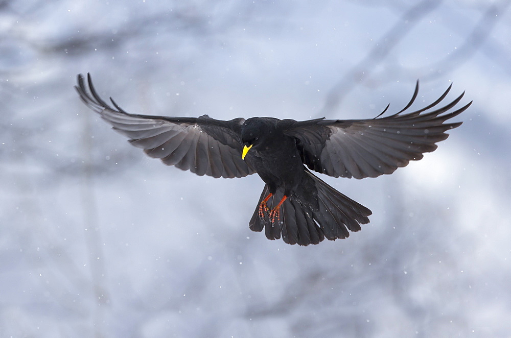 Yellow-billed Chough in flight in winter, Switzerland