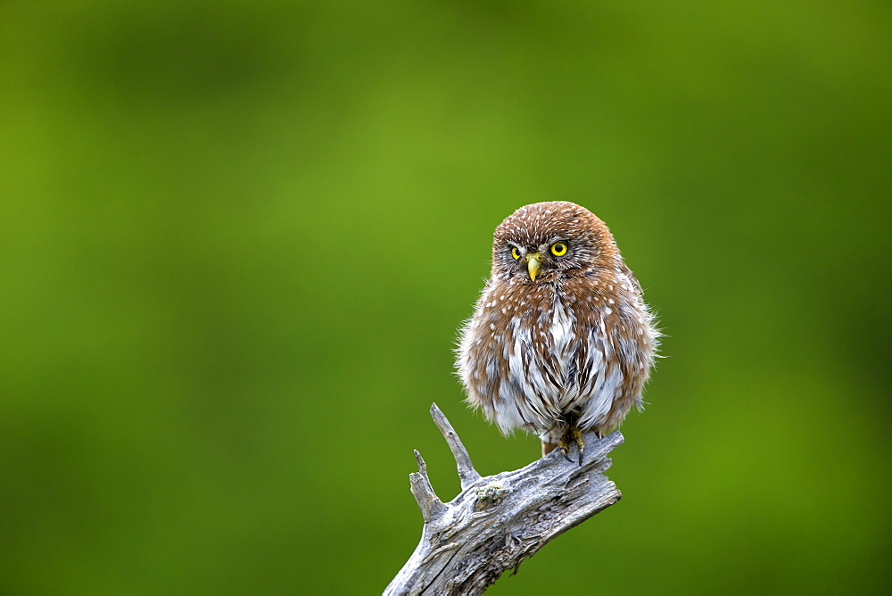 Austral Pygmy Owl on a branch, Torres del Paine Chile