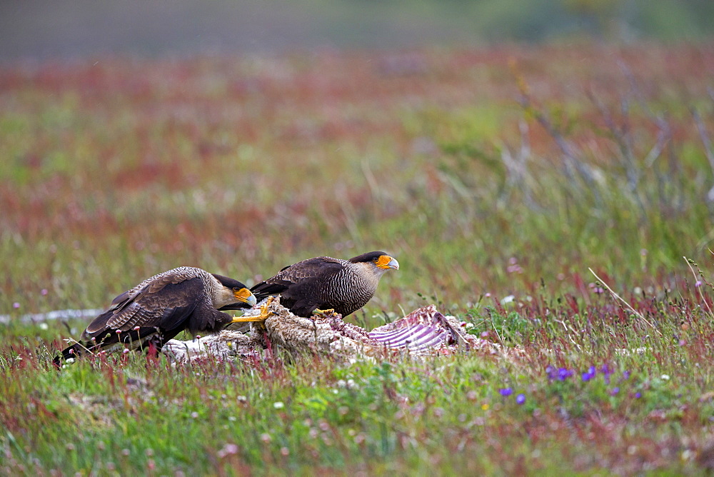 Crested Caracaras on carcass, Torres del Paine Chile 