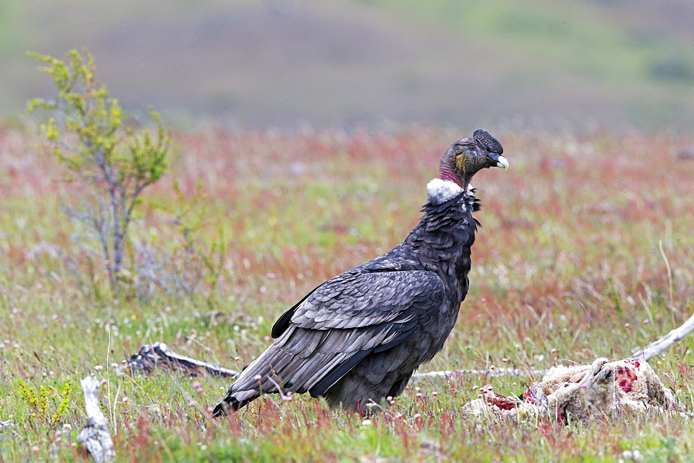 Andean condor on carcass, Torres del Paine Chile