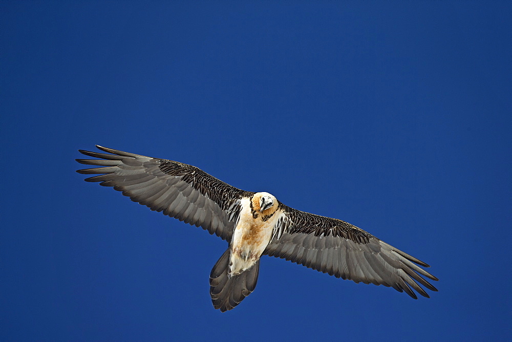 Lammergeier in flight, Swiss Alps 