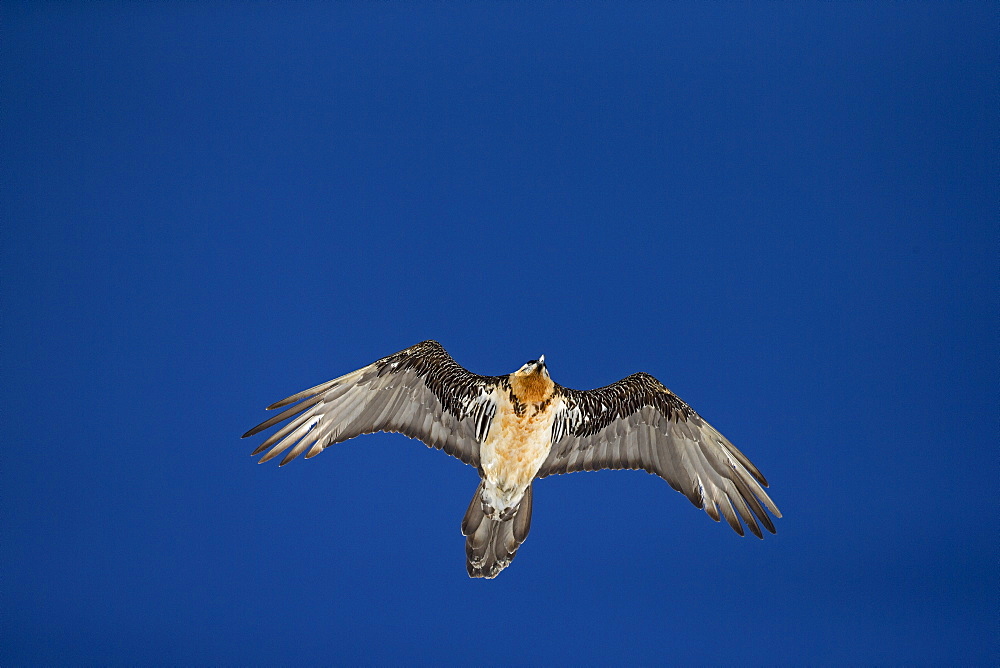 Lammergeier in flight, Swiss Alps 